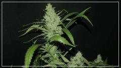 FLO +56 core cut#2 Bud