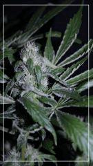 FLO +35 tangie#1 Bud A