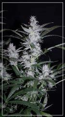 FLO +35 core Cut 1 Bud A