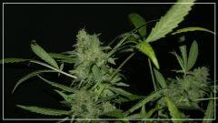 FLO +56 northern light Big Bud Bud
