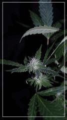 FLO +35 Uk cheese exodus Bud B