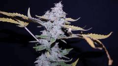 FLO +66 frencheese Bud