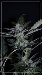 FLO +35 Uk cheese exodus Bud A