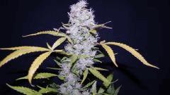 FLO +66 crytal bloom Bud