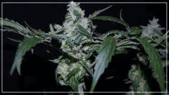 FLO +45 tangie Bud