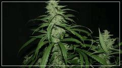 FLO +56 strawberry banana#1 Bud
