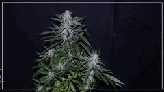 FLO +45 strawberry banana#1