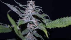 FLO +66 grapegum#2 Bud