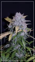 FLO +78 CUT Grapegum#1 A