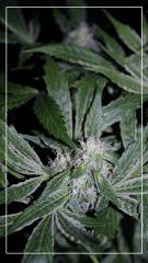 FLO +35 tangie#1 Bud B