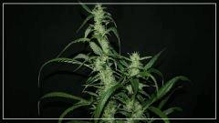 FLO +56 strawberry banana#2 Bud