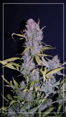 FLO +78 CUT Crystalbloom B