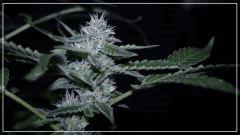 FLO +45  Frencheese Bud