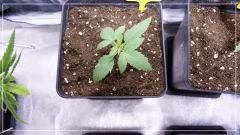 Cro +8 tangie#1