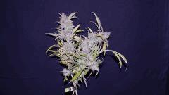 FLO +66 northern light BB