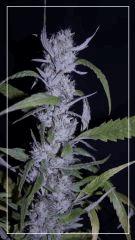 FLO +78 CUT Strawberry banana#2 A