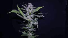FLO +66 grapegum#2