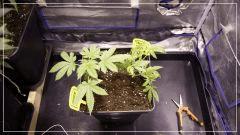 STRETCH +6 grapegum#2 & strawberry banana#2
