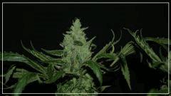 FLO 56 +tangie Bud