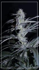 FLO +35 strawberry banana#1 Bud B