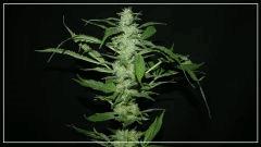 FLO +56 grapegum#2 Bud