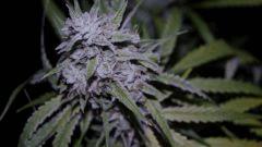 FLO +66 strawberry banana#1 Bud A