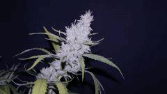 FLO +66 core cut#2 Bud