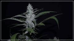 FLO +45 core cut#2 Bud