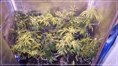FLO +22 fermeture dessus