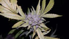 FLO +66 frencheese Bud A