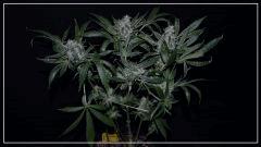 FLO +45 tangie