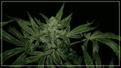 FLO +56 tangie Bud 1