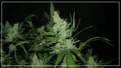 FLO +56 core cut#1 Bud