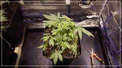 STRETCH +6 tangie#1