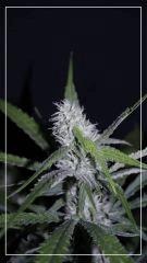 FLO +35 core Cut 2 Bud A