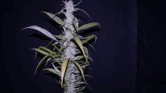 FLO +66 strawberry banana#2