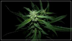 FLO +56 strawberry banana#2 Bud 1