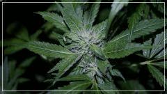 FLO +45 grapegum#1 Bud 1