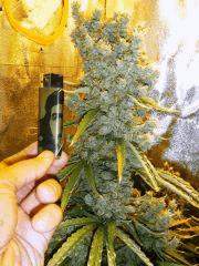 DSCF2337