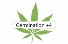 Titre Germination  4