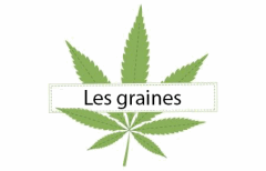 Titre Les graines