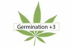 Titre Germination  3
