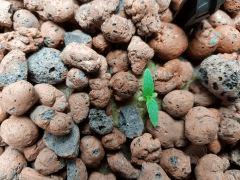 20170723 164921 (Large)