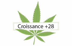 Titre Croissance  28