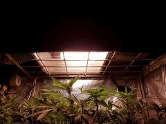 20170904 185902 (Large)