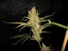 ssh x haze spéciale pheno 3