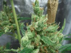 ssh x haze spé