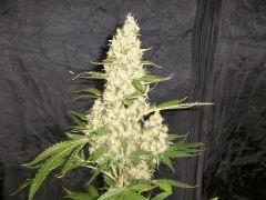 ssh x haze spéciale phéno 1