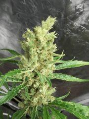 ssh x haze spé