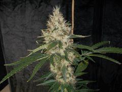 ssh x haze spé